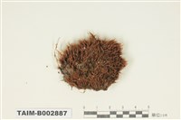 藏品(曲尾苔科)的圖片